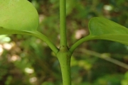 <strong>Gynochthodes myrtifolia - Ramon, Laurence - 200</strong><br />© Ramon, Laurence